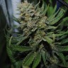 Семена ганжа  Auto Super Sweet feminised Ganja Seeds