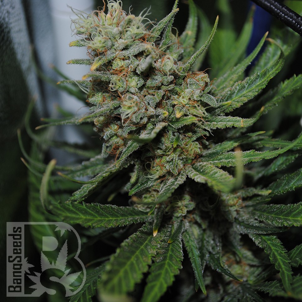 Семена ганжа  Auto Super Sweet feminised Ganja Seeds