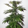 Семена марихуаны  Mountain Power feminised Ganja Seeds