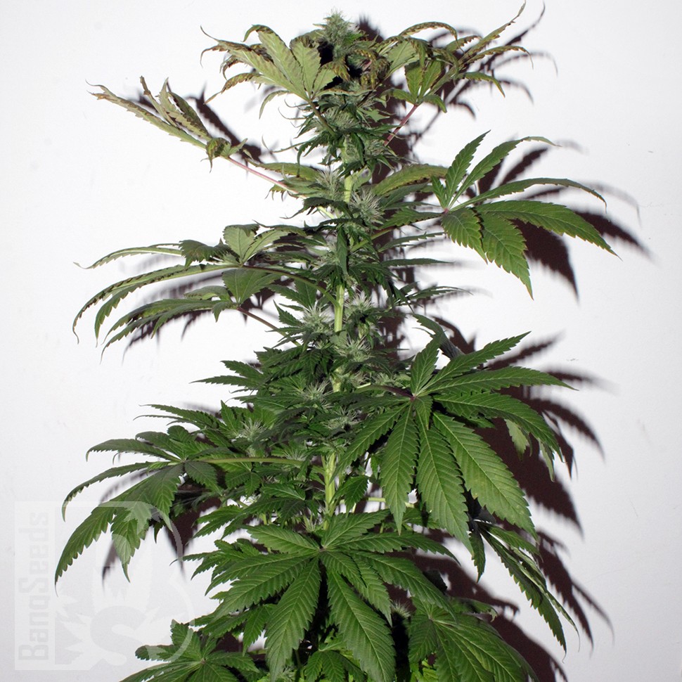 Семена марихуаны  Mountain Power feminised Ganja Seeds