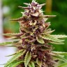 Семена марихуаны  Mountain Power feminised Ganja Seeds