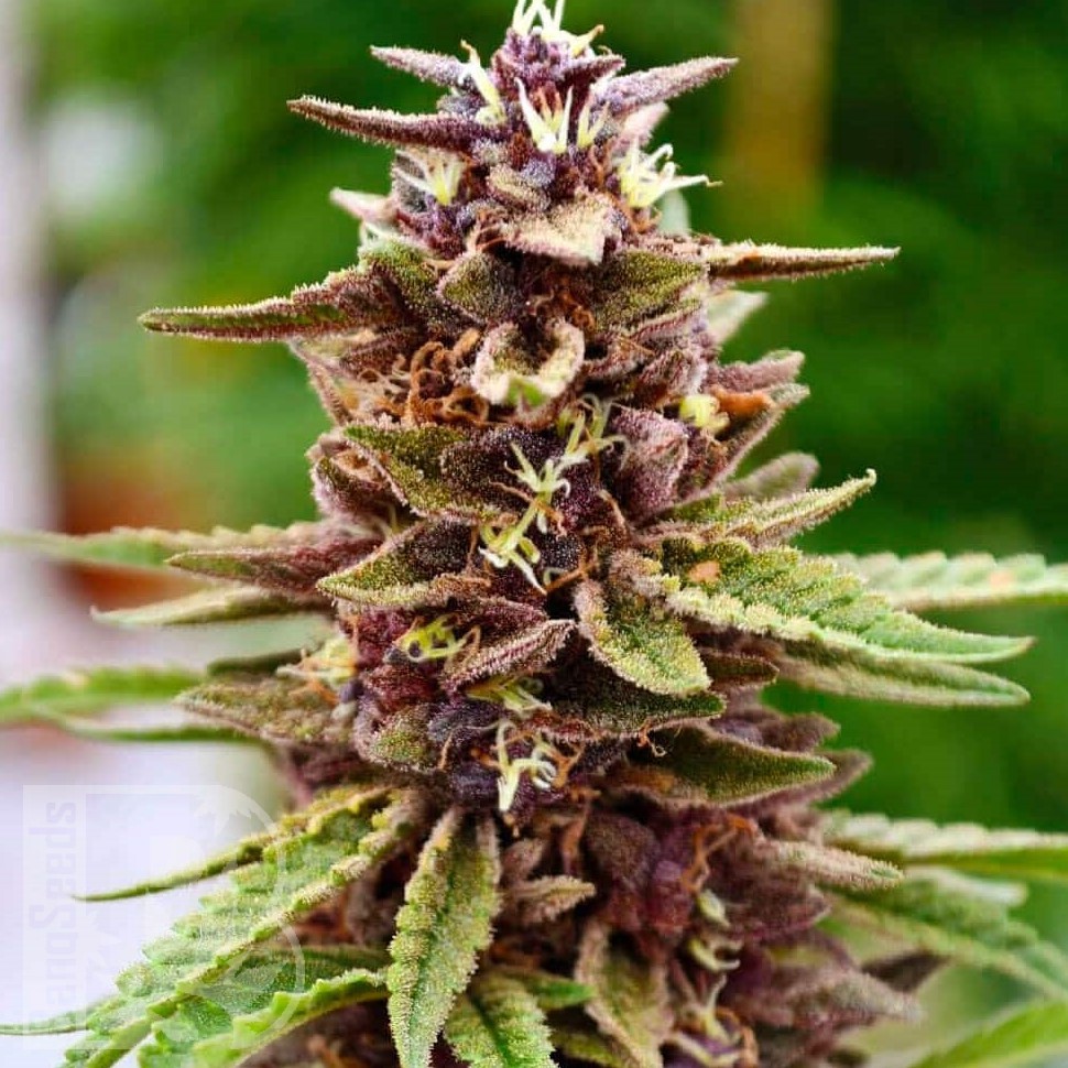 Семена марихуаны  Mountain Power feminised Ganja Seeds