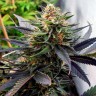 Семена марихуаны  Mountain Power feminised Ganja Seeds