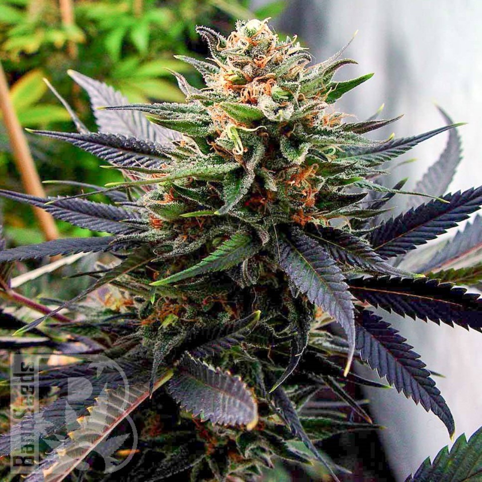 Семена марихуаны  Mountain Power feminised Ganja Seeds