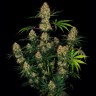 Семена  Hindu Kush feminised Ganja Seeds