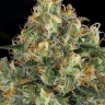 Семена  Hindu Kush feminised Ganja Seeds