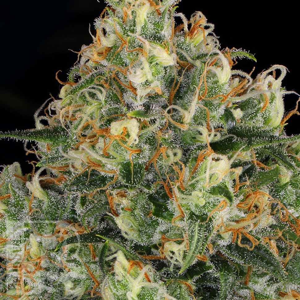 Семена  Hindu Kush feminised Ganja Seeds