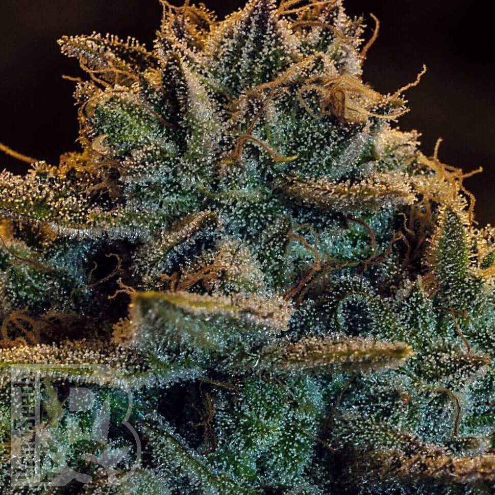 Семена ганжа  Argali feminised Bang Seeds