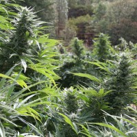 Auto The Ultimate CBD feminised Ganja Seeds