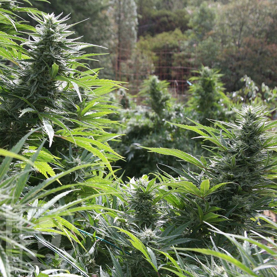 Семена конопли  Auto The Ultimate CBD feminised Ganja Seeds