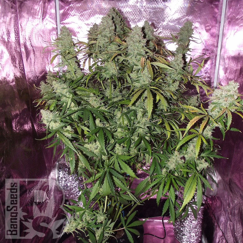 Семена каннабиса Auto The Ultimate CBD feminised Ganja Seeds