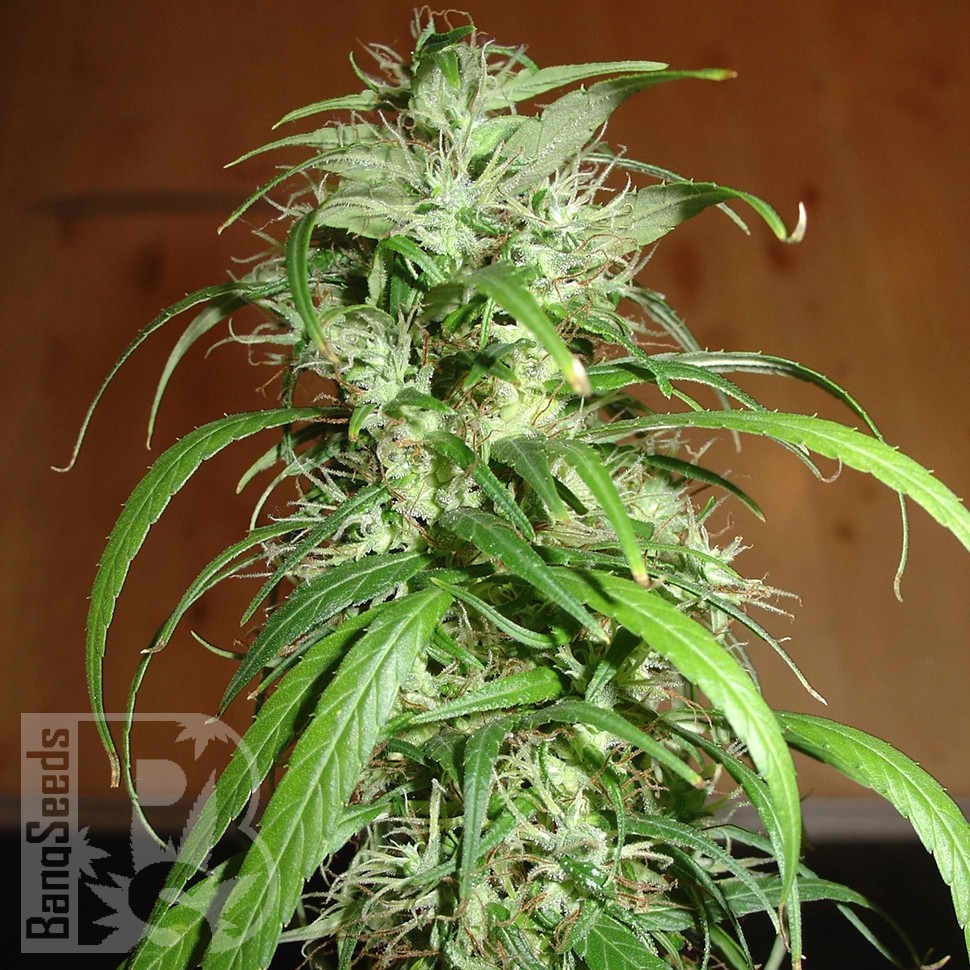 Семена каннабиса  Nemesis feminised Ganja Seeds