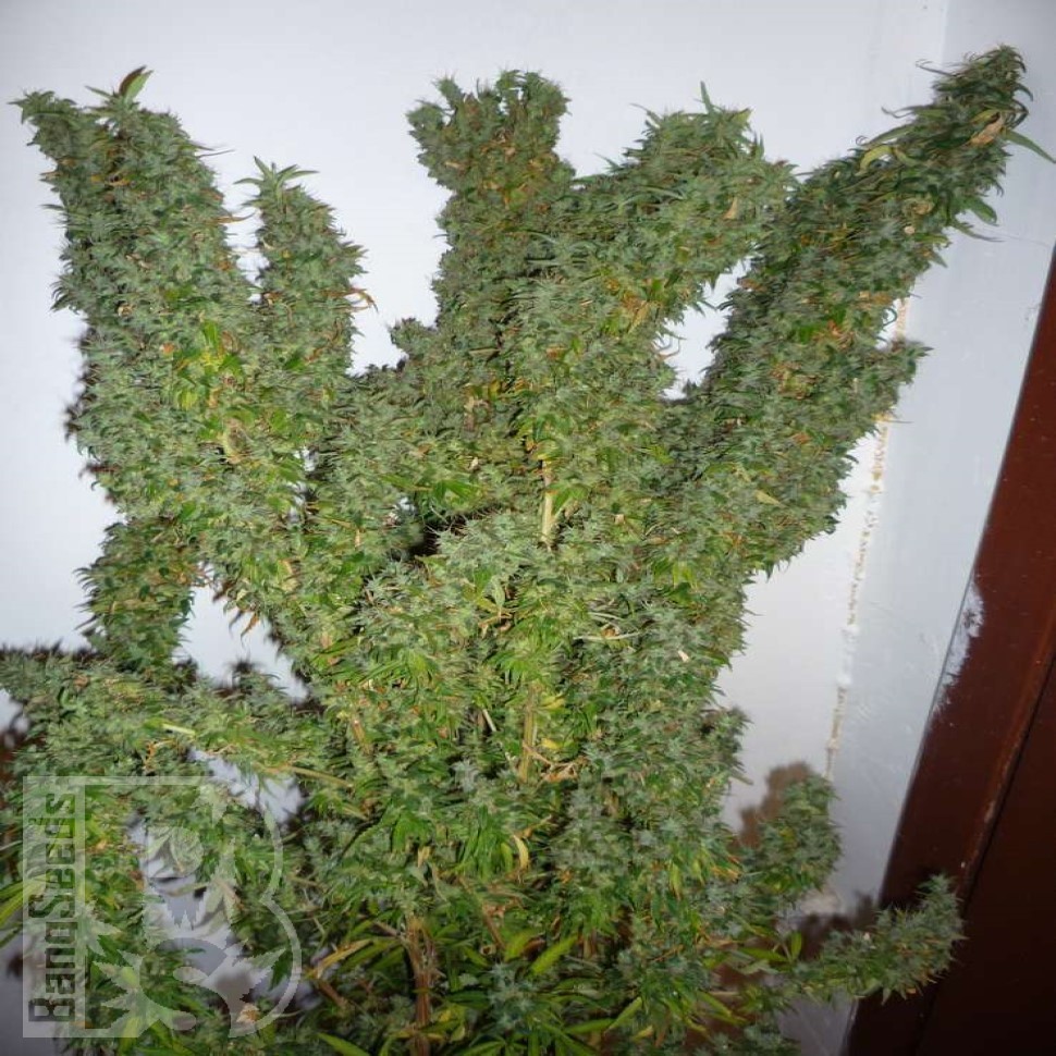 Семена каннабиса  Nemesis feminised Ganja Seeds