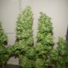 Семена каннабиса  Nemesis feminised Ganja Seeds