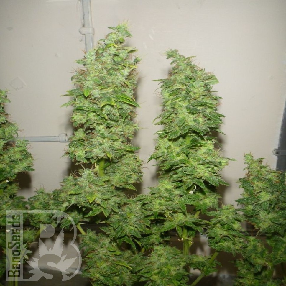 Семена каннабиса  Nemesis feminised Ganja Seeds