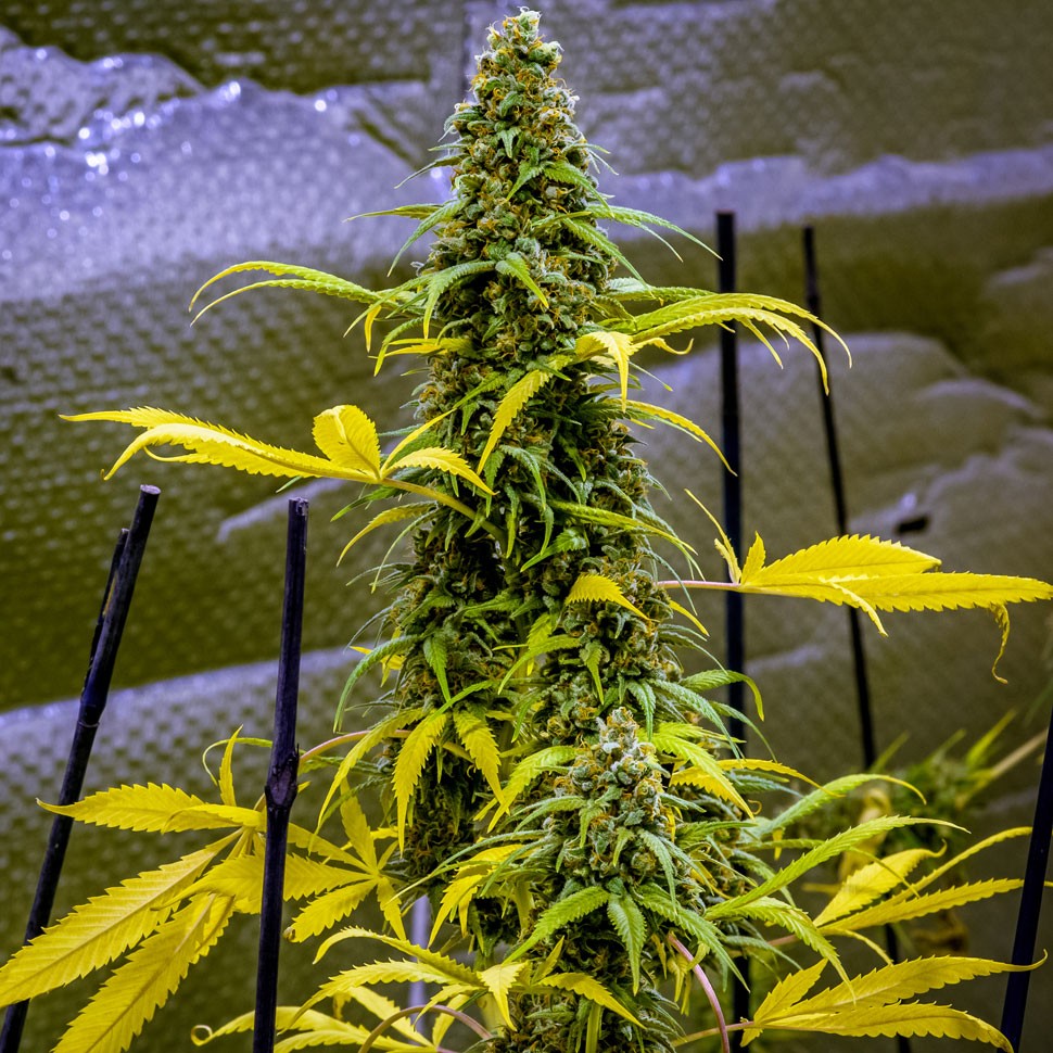 Семена конопли  AK 49 feminised Ganja Seeds