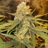 Семена  Aspan feminised Bang Seeds