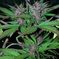 Auto Black Cream feminised Ganja Seeds