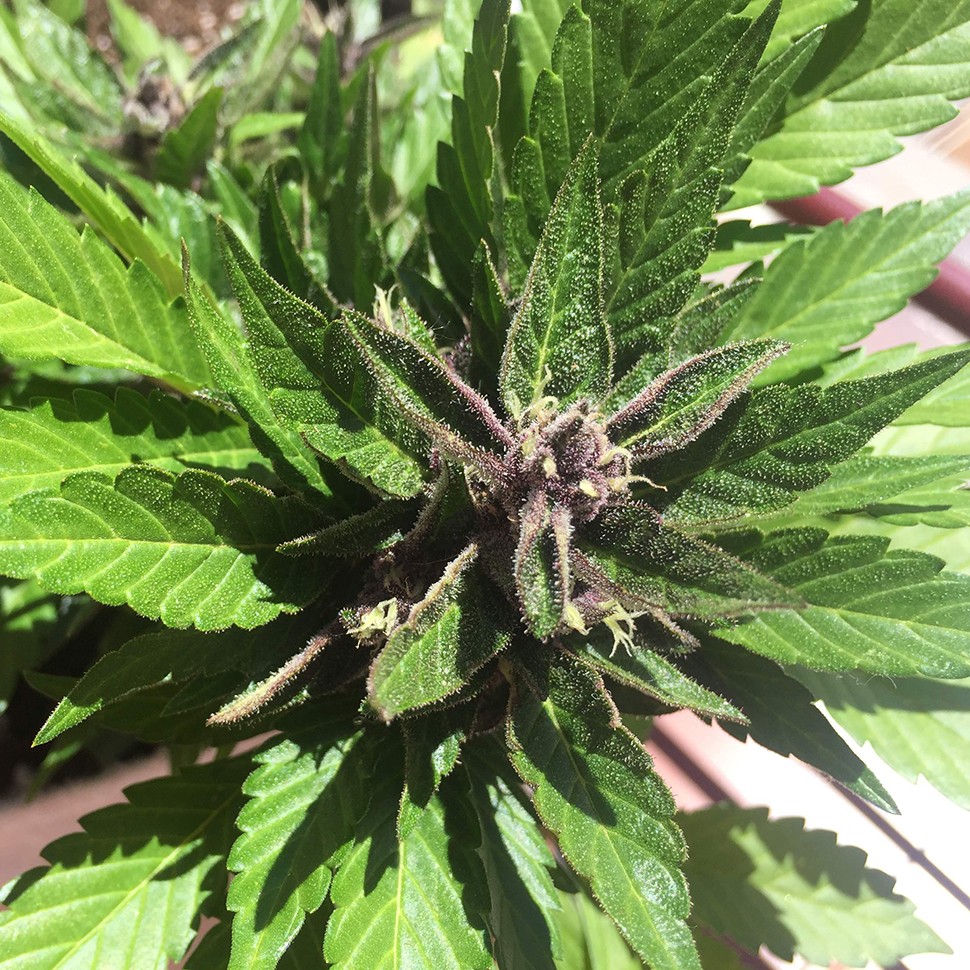 купить мощные семена конопли Auto Black Cream feminised