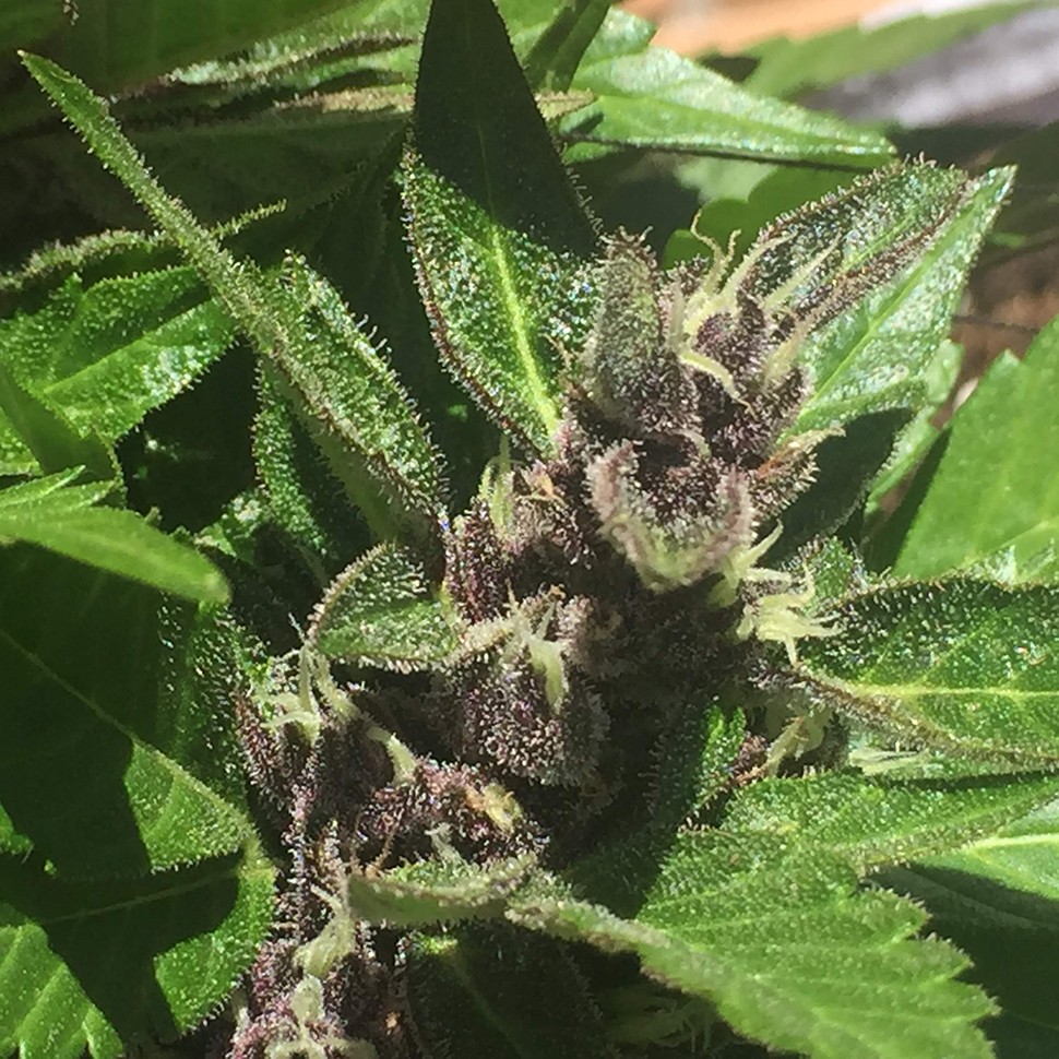 купить семена конопли феминизированные Auto Black Cream feminised