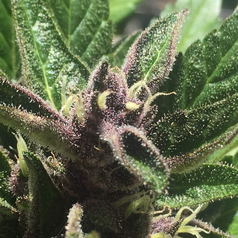 купить семена конопли f1 в оригинальной упаковке Auto Black Cream feminised