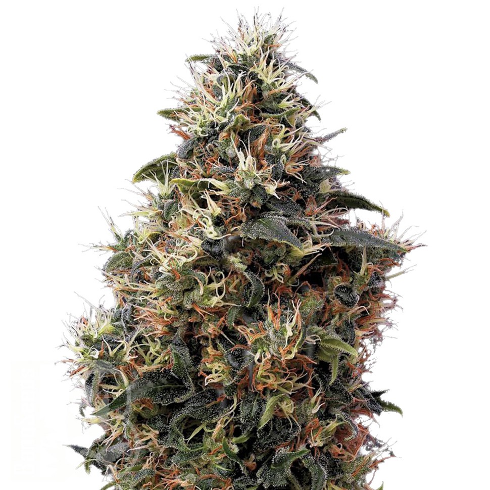 Семена каннабиса  Auto Sweet Mango feminised Ganja Seeds
