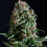 Семена каннабиса  Auto Sweet Mango feminised Ganja Seeds