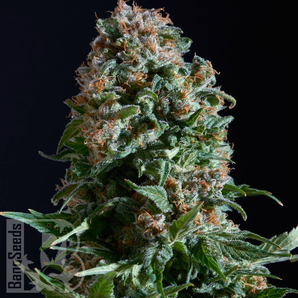 Семена каннабиса  Auto Sweet Mango feminised Ganja Seeds