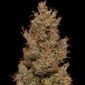 Семена каннабиса  Auto Sweet Mango feminised Ganja Seeds