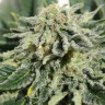Семена  Neville's Haze feminised Ganja Seeds