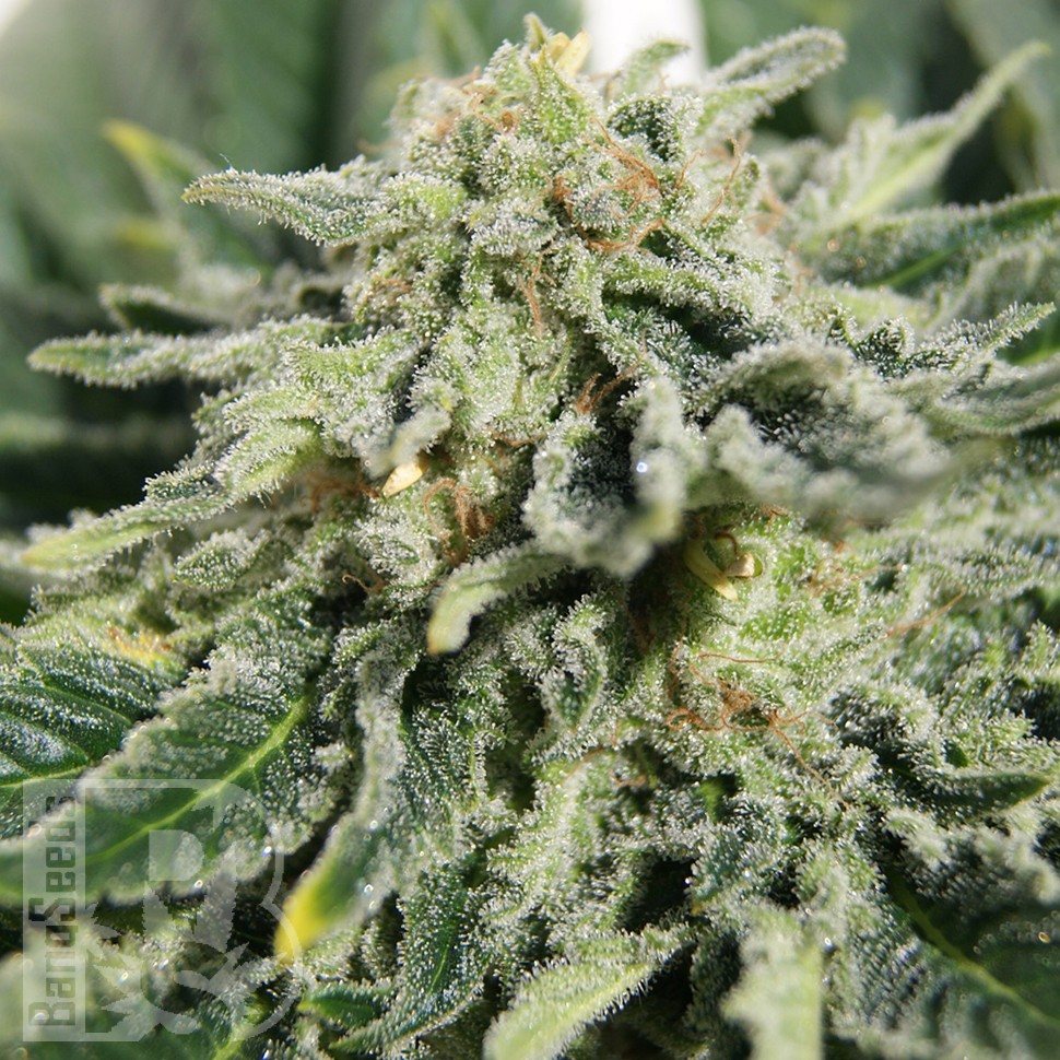 Семена  Neville's Haze feminised Ganja Seeds