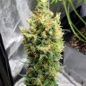 Семена  Neville's Haze feminised Ganja Seeds
