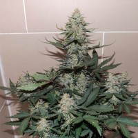 Auto Sweet Trainwreck feminised Ganja Seeds