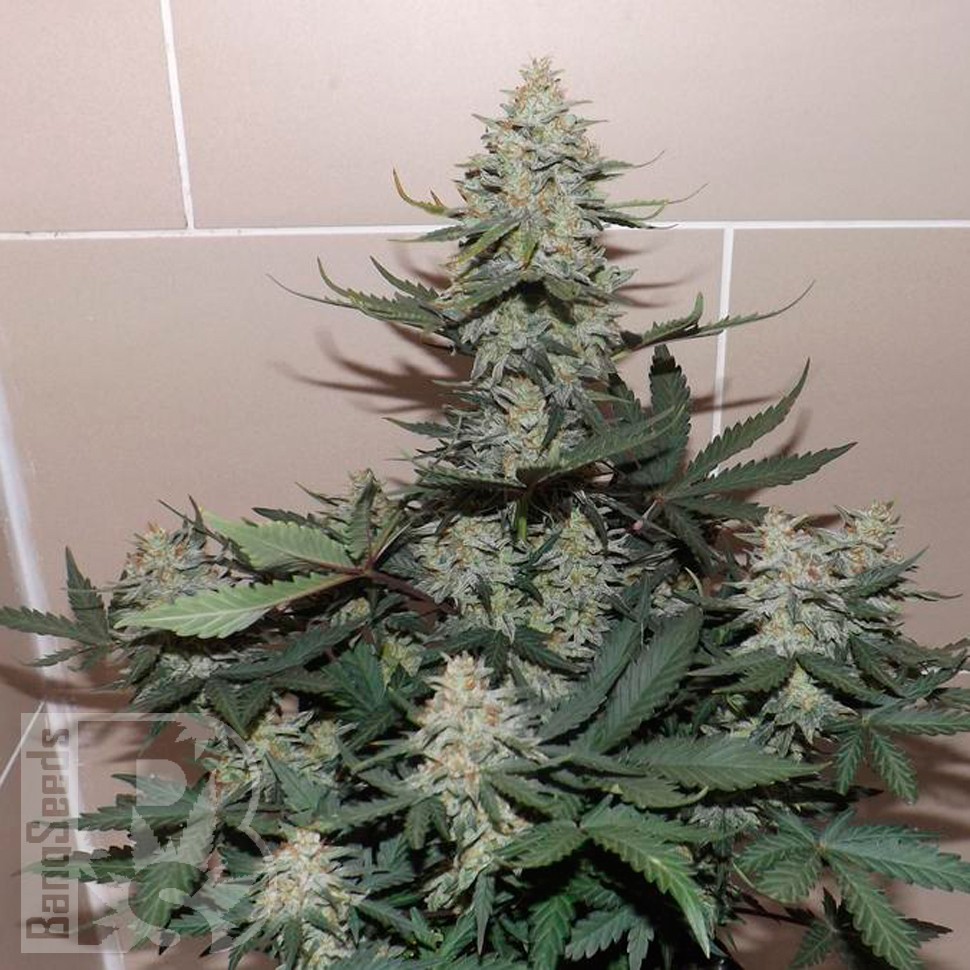 Семена марихуаны  Auto Sweet Trainwreck feminised Ganja Seeds