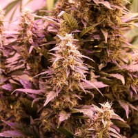 New York Diesel CBD feminised Ganja Seeds