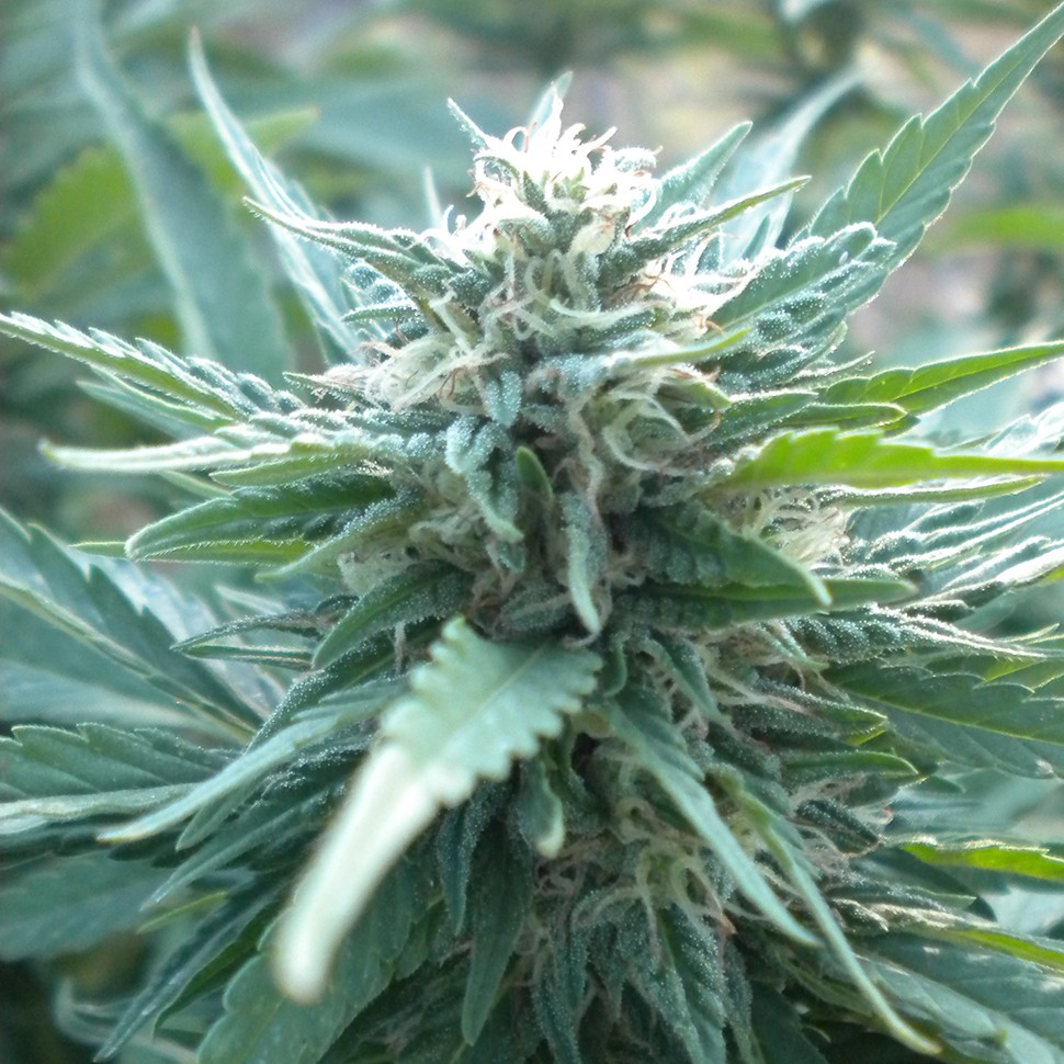Семена каннабиса  AK 48 feminised Ganja Seeds
