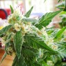 Семена каннабиса  AK 48 feminised Ganja Seeds