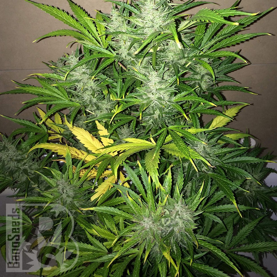 Семена каннабиса  Auto UK Cheese feminised Ganja Seeds
