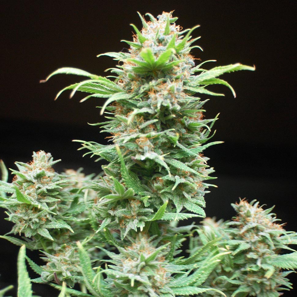 Семена конопли  Wembley feminised Ganja Seeds