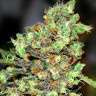 Семена конопли  Wembley feminised Ganja Seeds