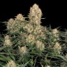 Семена конопли  Wembley feminised Ganja Seeds