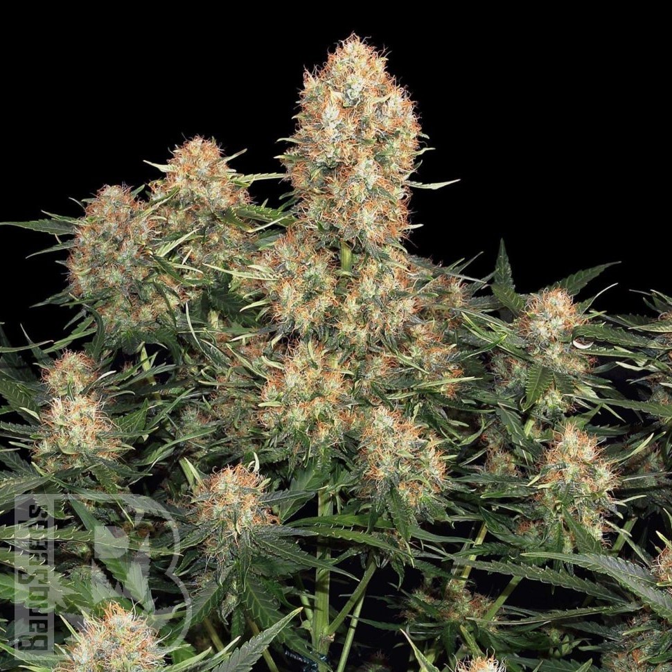 Семена конопли  Wembley feminised Ganja Seeds