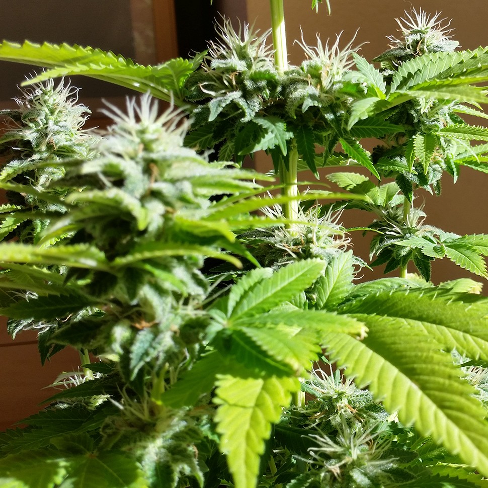 купить семена конопли недорого Auto AK x Somango feminised