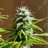 Семена марихуаны  Auto AK x Somango feminised Ganja Seeds