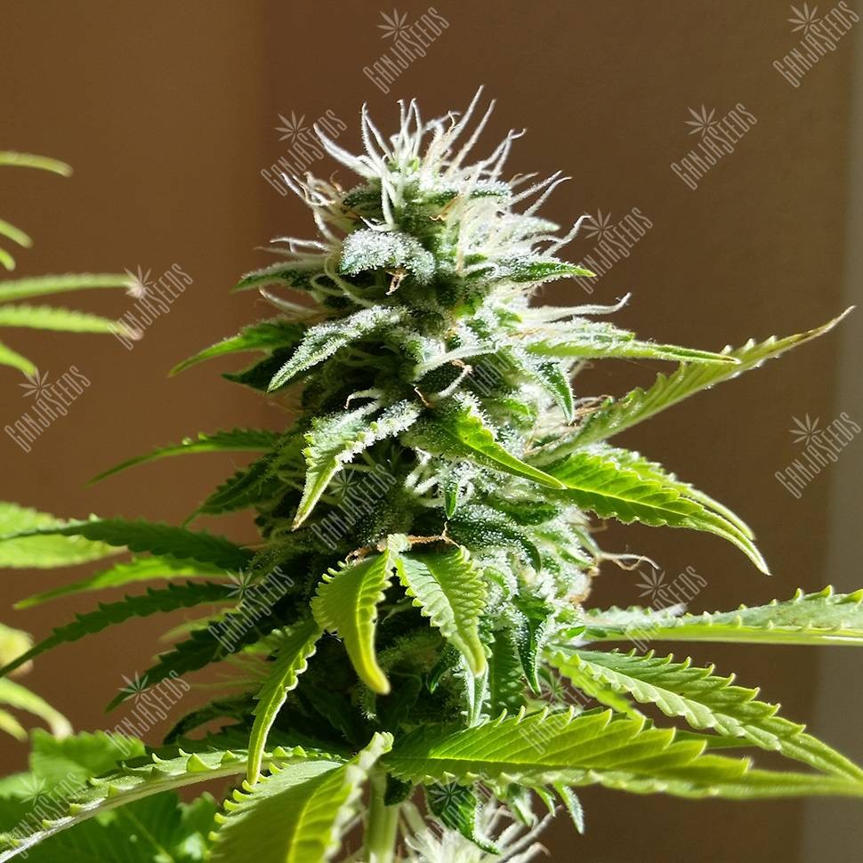 Семена марихуаны  Auto AK x Somango feminised Ganja Seeds