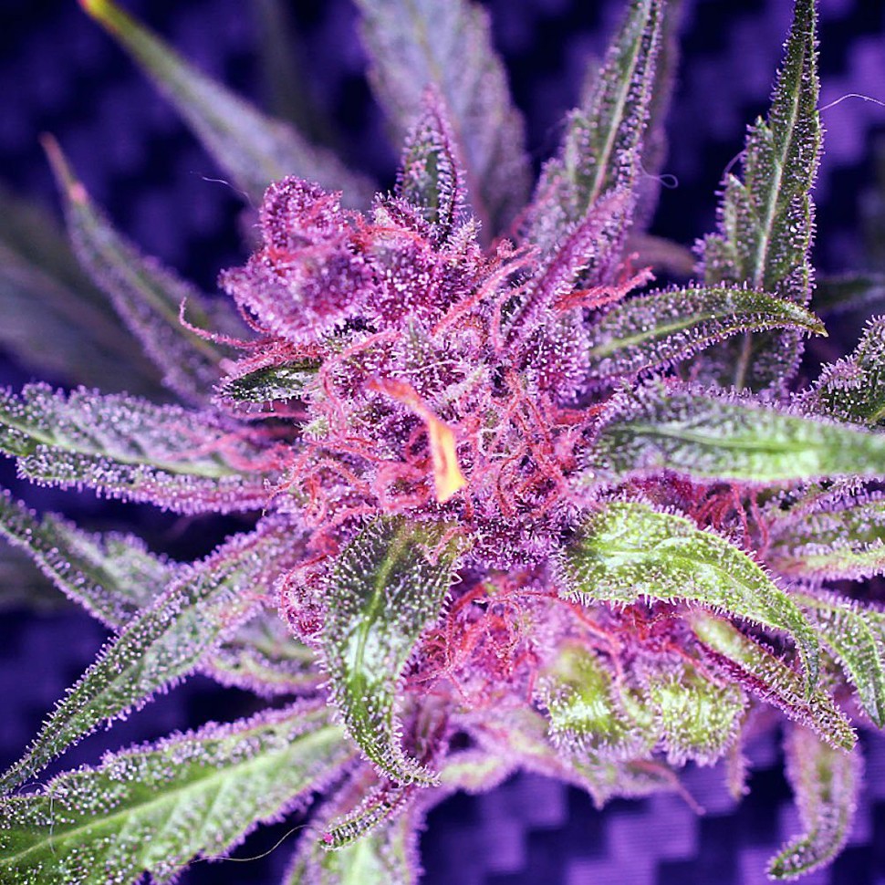Семена  Auto Blueberry Haze feminised Ganja Seeds