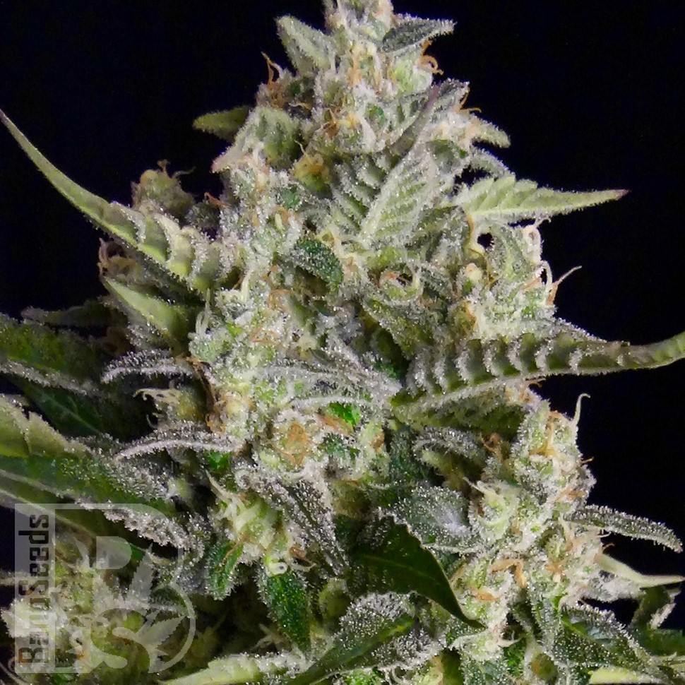 Семена  Auto Vertigo feminised Ganja Seeds