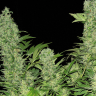 Семена  Auto Vertigo feminised Ganja Seeds