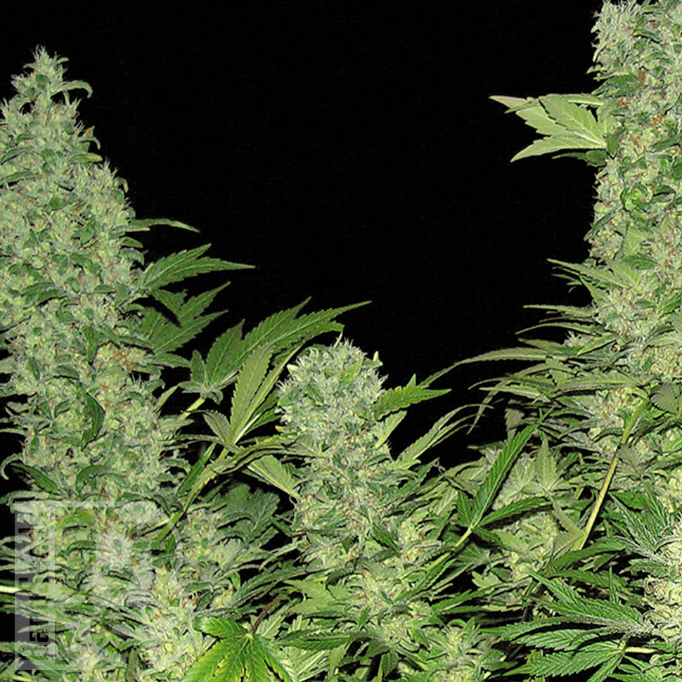 Семена  Auto Vertigo feminised Ganja Seeds
