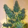 Семена  Auto Vertigo feminised Ganja Seeds